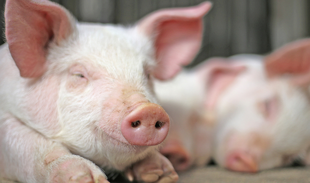 2500頭飼育の養豚場から子豚130頭、325万円相当が盗まれる… 埼玉