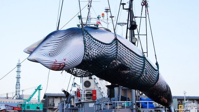 中国メディア「捕鯨を続ける日本人は心が冷たい」「やはり残忍と言われるだけのことはある」