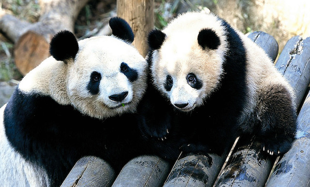 【話題】『上野動物園のパンダのレンタル料はペアで年間約1億800万円…』