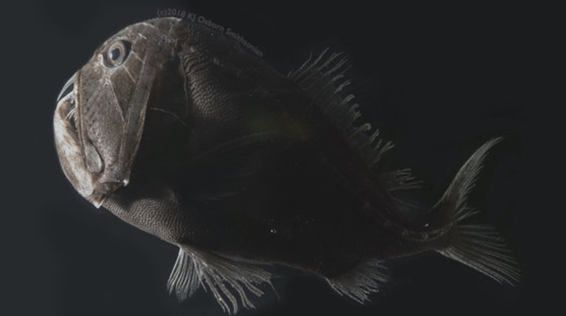【奇跡の一枚】99.5％の光を吸収 世界一黒い魚を発見　撮影に成功