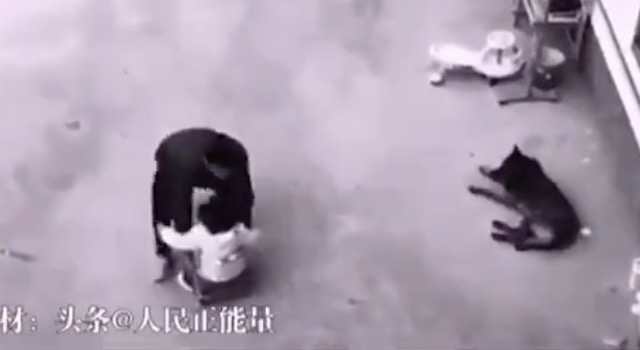 【中国】誘拐されかけた子供を犬が助ける！→ ネット『GJすぎる』『犬の訓練では？』『わんちゃんお手柄！』