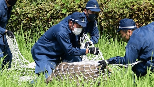 【福岡】大濠公園にイノシシ出没　警察などが網で捕獲