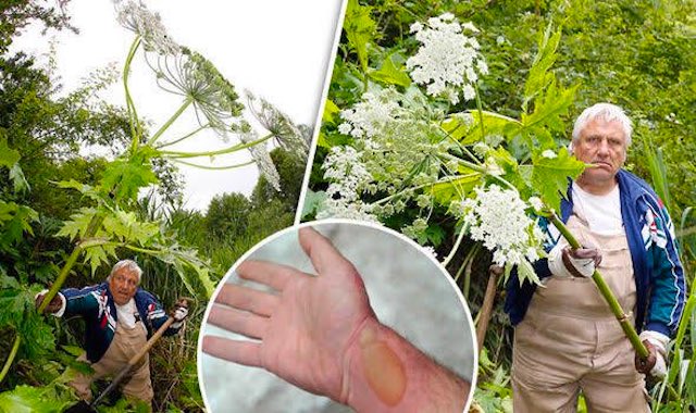 中国から送られてくる謎の“種子”、世界最恐クラスの猛毒植物『ジャイアント・ホグウィード』説は本当か？