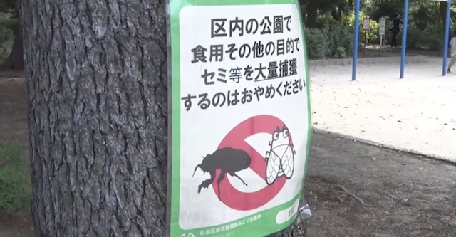 「食用目的などでセミの大量捕獲やめて」東京・杉並区が注意看板設置へ