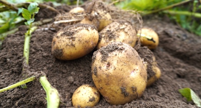 【北海道】保育園児が植えたニンジンとジャガイモ　大量に盗まれる