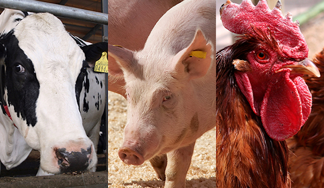 牛、豚、鳥はどこに… 相次ぐ家畜連続窃盗　被害は700匹以上、2000万円超え