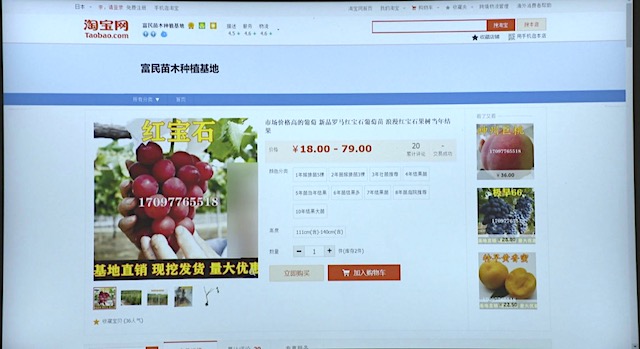 石川県独自ブランドの高級ブドウ「ルビーロマン」種苗、中国の販売サイトに出品される…