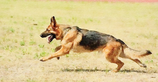 兵庫県警、行方不明者の捜索中に警察犬が“逃走” → 鑑識課「人には襲いかからないと思うが、見つけたら110番して」
