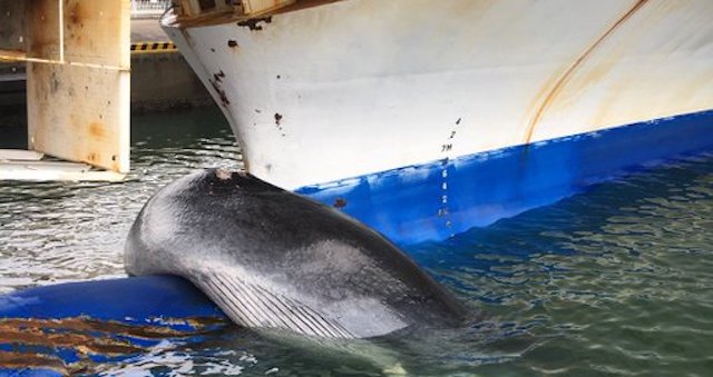 【動画】太平洋フェリー「バルバスバウに鯨が乗ってないか？」→ 確認した結果…