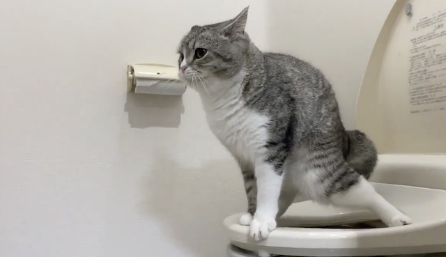 【話題】『猫砂かきかきの代わりにぽちゃぽちゃ聞こえてきたので見に行ったら、人間のトイレでうんちしてた猫…』
