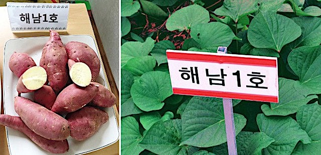 日本のサツマイモ 「べにはるか」が韓国に流出… 無断で栽培され、広く流通している実態が明らかに