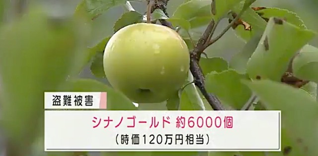 きょう収穫予定のりんご、約6000個(時価120万円相当)が盗まれる…