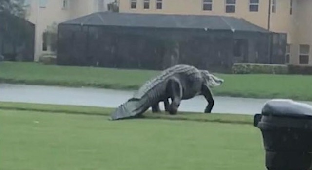 【米フロリダ州】巨大ワニがゴルフコースを徘徊、まるで「ジュラシック・パーク」