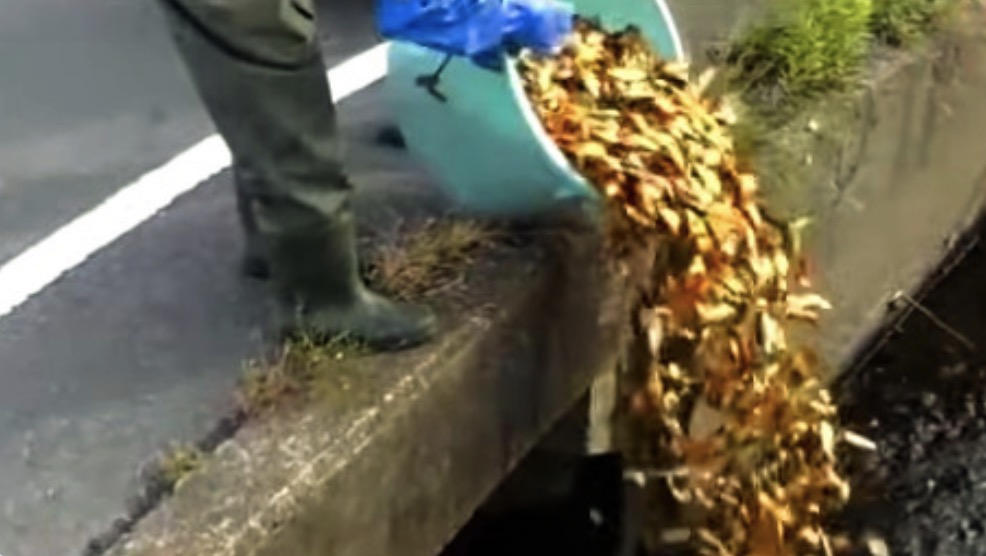 【動画】養殖業者が用水路に大量の金魚を投棄…「売り物にならない金魚だが、処分するのもどうかと思い流した」