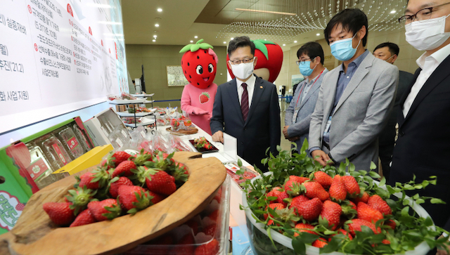 韓国メディア「2000年代半ばから育種技術が発達、国産イチゴ品種を開発し始めた」「現在出荷量の70％以上が国内の品種」