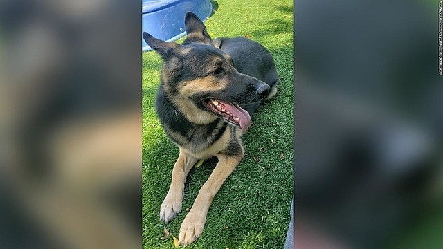保護施設で救われた犬、心臓発作で倒れた飼い主助ける