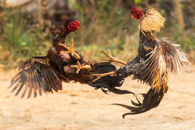 インドで違法闘鶏 → 試合中、鶏が逃走を図る → 飼い主が押さえつける → 鶏が足先に縛り付けられていた刃物で飼い主の股間を刺す → 飼い主死亡