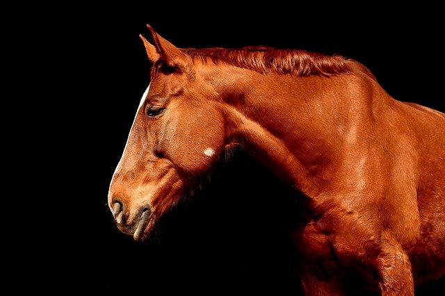獣医、馬の頭部CT撮影を公開「ちょっとお見苦しいポーズになっていますがご査収下さい」→ 女性「写真、即消して。馬にも基本的馬権あると思う」