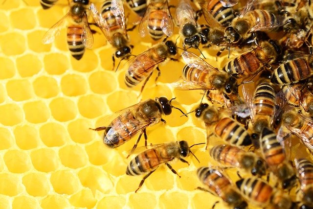 【画像】買い物から戻ったら車内にハチ1万5千匹 → 養蜂家でもある消防士が駆けつけ除去
