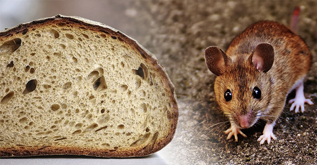 【中国】購入した食パンを開けたら中から生きたネズミと大量の糞… → 中国ネット「怖すぎる」「ゴキブリならまだしも…」