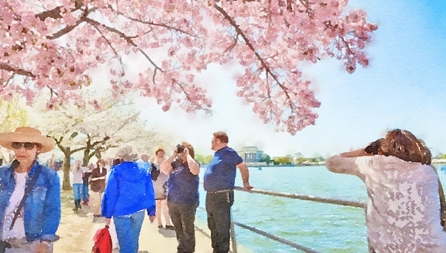 米ニュース「京都の桜が過去1200年で最も早く満開になった」→ 米国人が驚き「マジかよ… 日本人ヤバ過ぎる」