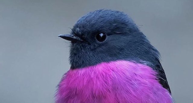 話題 ピンクロビンっていう鳥を最近知ったのだけど可愛いが過ぎませんか Share News Japan
