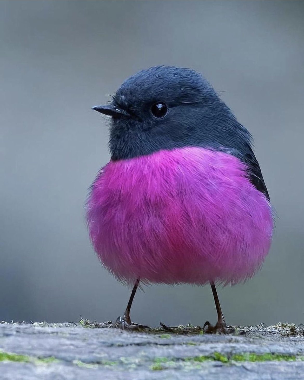 話題 ピンクロビンっていう鳥を最近知ったのだけど可愛いが過ぎませんか Share News Japan