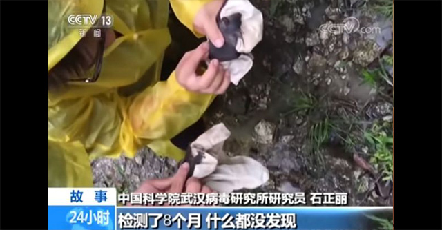 「コウモリが手袋かんで破れた」武漢研究所が削除した映像