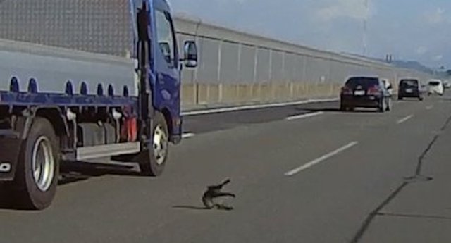 【話題】『高速道路で猫を投げ捨てた奴！早く捕まれ』（※動画）