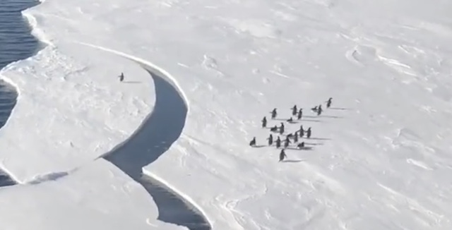 【動画】「間に合って！」群れの先を行く1匹のペンギン、突然氷が割れて…