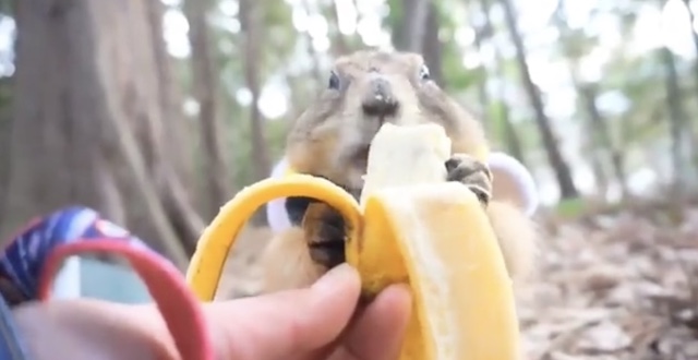 【話題】『バナナぐらい自分で食べられると強気だったので、びっくりチキンさんを見せたら…』（※動画）