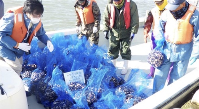 熊本県産ハマグリが大量返品… アサリ偽装影響に、漁業者「正真正銘の熊本産。風評被害は残念」