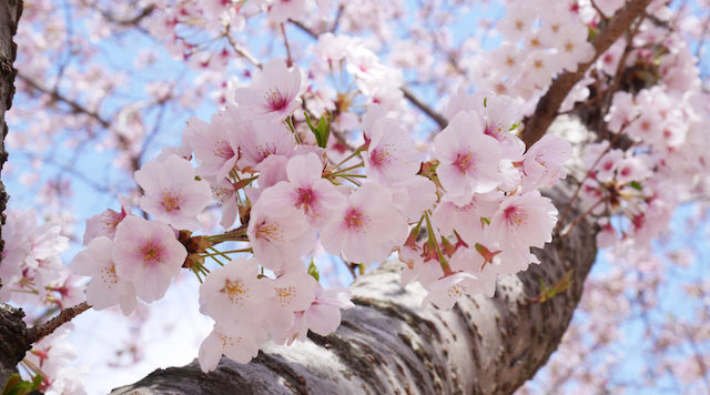 佐渡金山の世界遺産推薦に韓国が抗議運動！「国内にある日本の桜を伐採する」