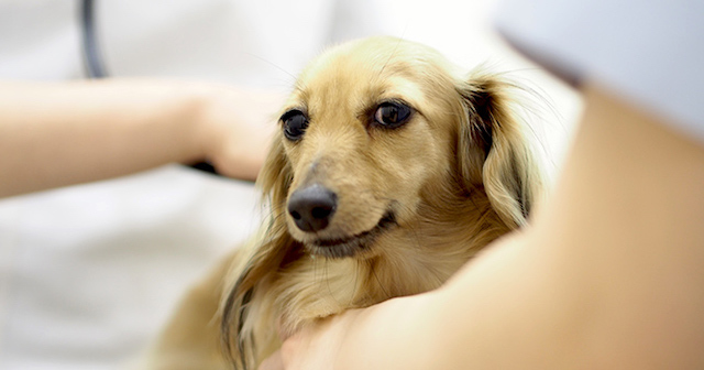 日本人が弱った愛犬を米国の動物病院に連れて行った結果、取り返しがつかない事態に…