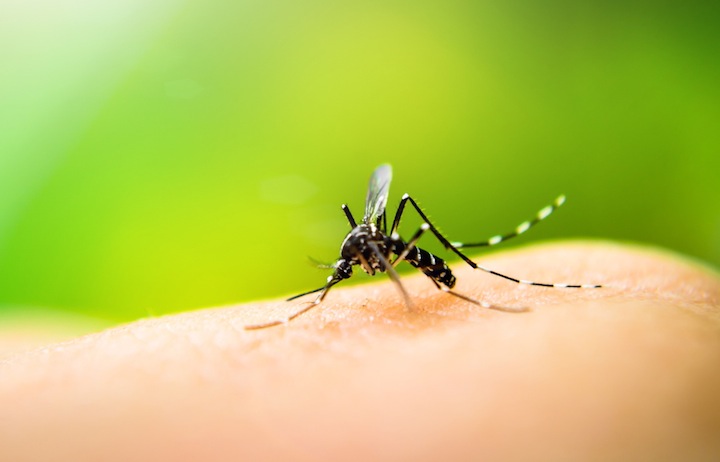 蚊が殺虫剤への接触で危険を学習し、回避することが明らかに… 研究者「私たちがそれに気づいていないだけだった」