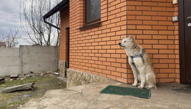 キーウ州のハチ公、ロシア軍に性暴力を受けた上 殺害された飼い主を１カ月待つ…