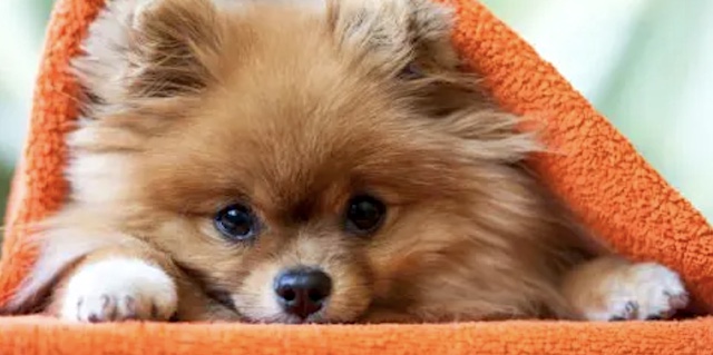 【狂犬病予防法】日本に避難したウクライナ人、ペットの検査に54万6000円…「こんなことだったら母国で一緒に死ぬべきでした」