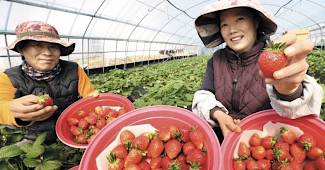 朝鮮日報『日本の品種を追い出して光復、大韓イチゴ万歳！』