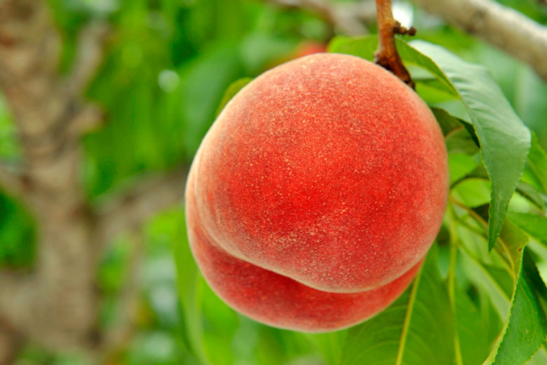 桃などの果物大量窃盗、ベトナム人関与か　警察が不審な車を特定し追跡