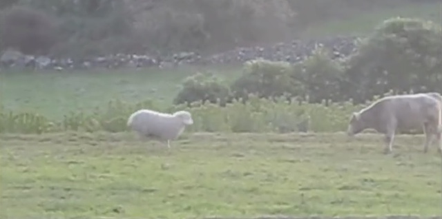 【話題】『牛に歴史上最も優しい頭突きを行う羊✨』（※動画）
