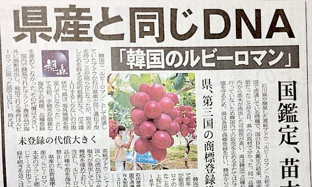 「韓国にルビーロマンを盗まれた」と訴える日本に、韓国の栽培農家「泥棒のように扱われ、あきれる」、韓国ネット「ルビーロマンはもう韓国のもの」