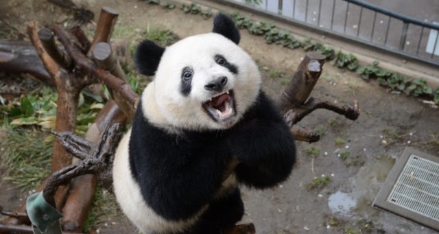 【パンダ】上野シャンシャン中国返還へ…中止求める嘆願書多数