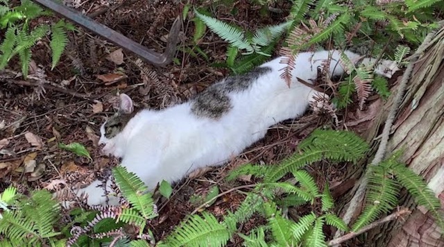 【動画】罠で捕らえた野生のネコを捌いて食べる　狩猟系YouTuberの動画が物議