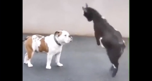 【動画】犬さん、攻撃を完全に見切る…『なんやこの技www』『マジ凄い！井上尚弥並だ！』