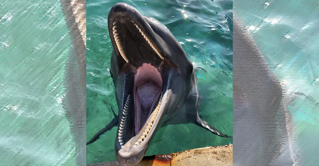 イルカに抱きつこうとした海水浴客、噛みつかれ水中へ引きずり込まれそうになる…
