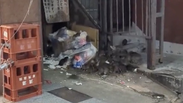 【動画】東京のネズミ、デカすぎる…