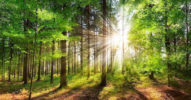 来年度から始まる1人1000円の「森林環境税」