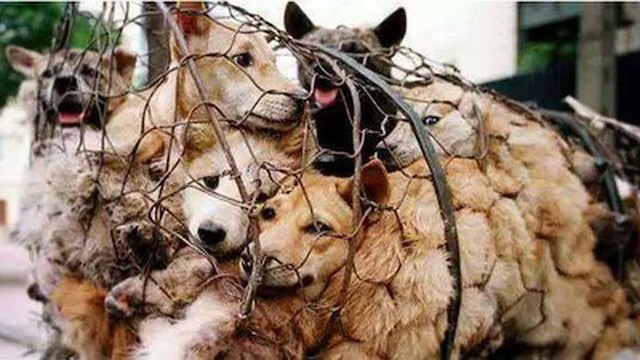 【韓国】「犬の食用禁止法」が国会常任委で可決　違反時は最大懲役３年