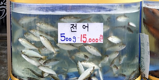 【可哀想】「刺身を食べるのは今日が最後」汚染水放出を前に消費者や商人に不安広がる＝韓国