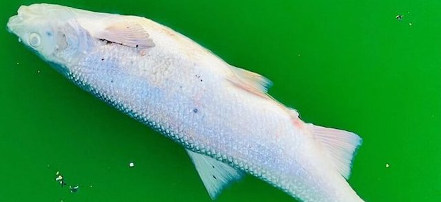 「生物種の絶滅問題に関心をもって！」フランスの環境保護活動家ら、小川や噴水を緑色に染色 → 死んだ魚が発見される…